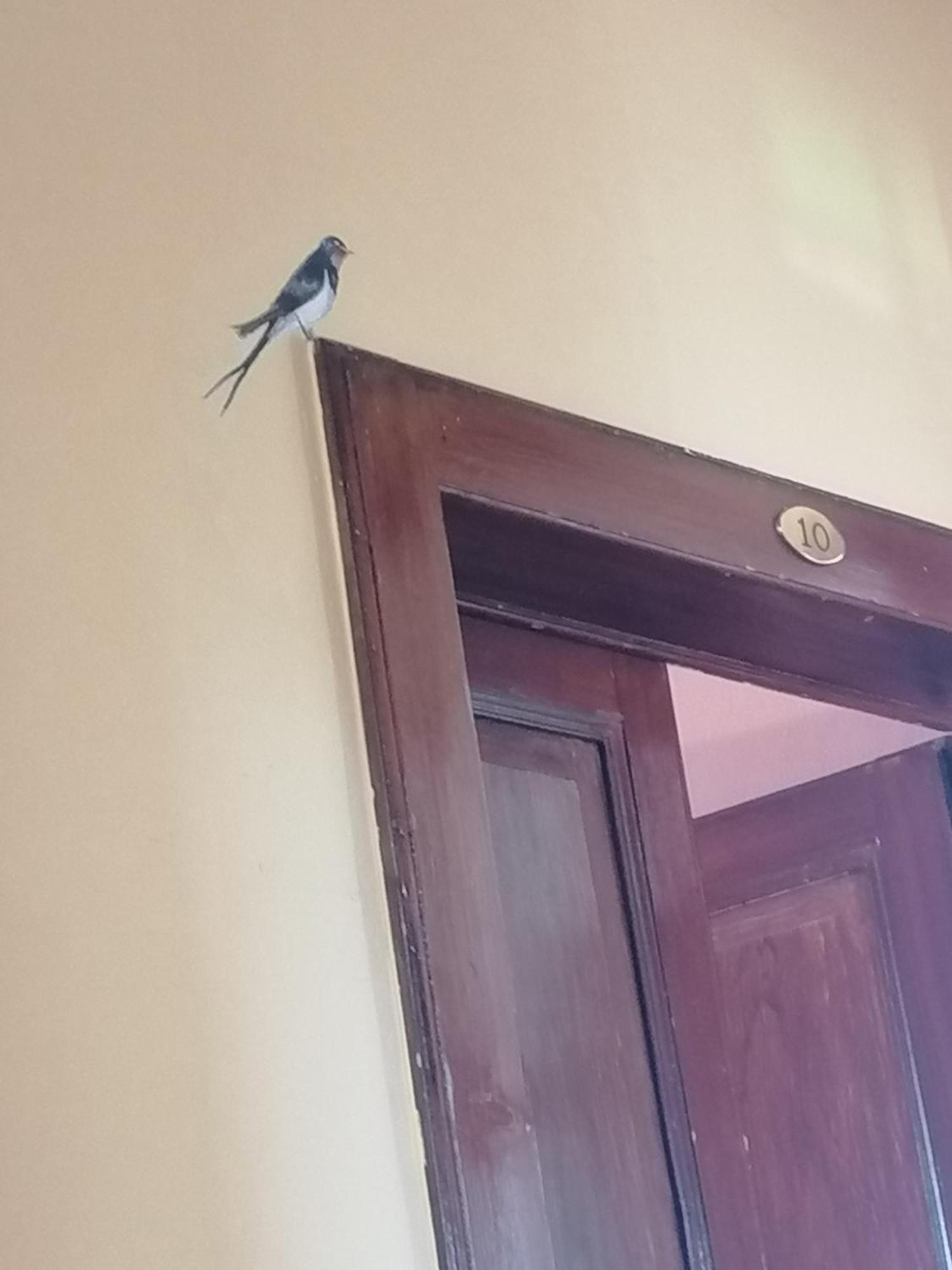 Hotel La Rondinella كانيرو ريفييرا المظهر الخارجي الصورة